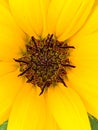 Flowers from Lagos ; close up of the disc floret of sunflower