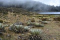 Flowers of the Laguna de Mucubaji lake in Merida, Venezuela Royalty Free Stock Photo