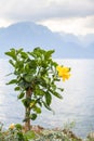 Flowers on lake Geneva