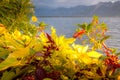 Flowers and Lake Geneva, Switzerland Royalty Free Stock Photo