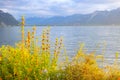 Flowers and Lake Geneva, Switzerland Royalty Free Stock Photo