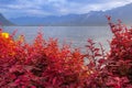 Flowers and Lake Geneva, Switzerland Royalty Free Stock Photo