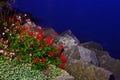 Flowers in lakeside in Montreux night Royalty Free Stock Photo