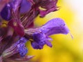 Flowers of Lamiales. Macro