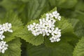 Flowers of Lamium album, commonly called white nettle or white d