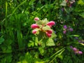 flowers of lamium garganicum at rural garden