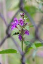 Flowers of Lamium maculatum with beetle Chrysolina fastuosa