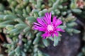 Flowers of Lampranthus spectabilis (Trailing Ice Plant)