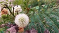 flowers from the lamtoro plant or chinese petai or leucaena leucocephala