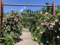 Beautiful blooms in PA gardens