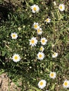 Beautiful blooms in PA gardens