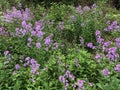 Beautiful blooms in PA gardens