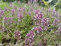 Flowers at field with plants