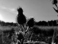 Flowers at field with plants