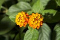 Flowers of Lantana camara or tickberry Royalty Free Stock Photo