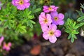 Flowers lapchatki lat. Potentilla shrub rose on a Bush in the garden