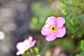 Flowers lapchatki lat. Potentilla shrub rose on a Bush in the garden