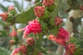 Flowers of a large edible cactus-prickly Pear