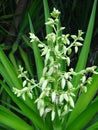 Flower buds of yucca plant Royalty Free Stock Photo