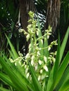 Flower buds of yucca plant Royalty Free Stock Photo