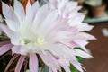 These are white-pink flowers. Royalty Free Stock Photo