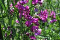 Flowers of Lathyrus Latifolius in the garden.