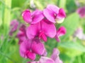 Flowers of lathyrus odoratus