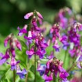 Flowers Lathyrus vernus