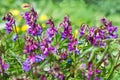 Flowers Lathyrus vernus in the garden