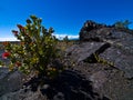 Flowers in a Lava Desert Royalty Free Stock Photo