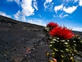 Flowers in a Lava Desert Royalty Free Stock Photo