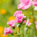 Flowers Lavatera trimestris Royalty Free Stock Photo