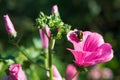 Flowers Lavatera trimestris Royalty Free Stock Photo