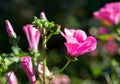 Flowers Lavatera trimestris Royalty Free Stock Photo