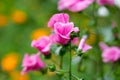 Flowers Lavatera trimestris Royalty Free Stock Photo