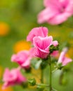 Flowers Lavatera trimestris Royalty Free Stock Photo