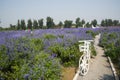 Flowers, lavender, bicycle,