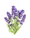 Flowers lavender bundle white background Royalty Free Stock Photo