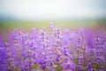 Flowers lavender fields Royalty Free Stock Photo