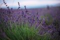 Flowers in lavender fields in Provence Royalty Free Stock Photo