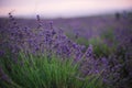 Flowers in lavender fields in Provence Royalty Free Stock Photo