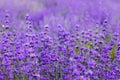 Flowers in the lavender fields in the Provence mountains Royalty Free Stock Photo