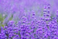Flowers in the lavender fields in the Provence mountains Royalty Free Stock Photo