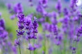 Flowers in the lavender fields in the Provence mountains Royalty Free Stock Photo