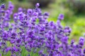 Flowers in the lavender fields in the Provence mountains Royalty Free Stock Photo