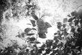 Flowers and leafs view from below to treetops