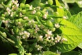 Flowers and leave of Basella alba or Malabar spinach Royalty Free Stock Photo