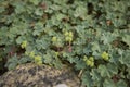 Alchemilla erythropoda plants