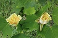 Flowers an leaves of american tulip tree