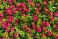 Flowers And Leaves Background. Purple Lesser Bougainvillea Glabra Bush. Floral Summer Wallpaper. Queen Bougainvillea Blossom Hedge Royalty Free Stock Photo